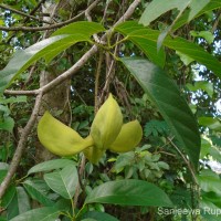 Sterculia balanghas L.